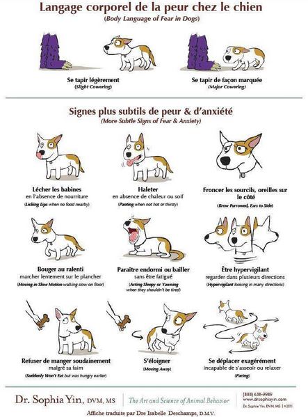 langage corporel de la peur